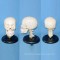 Cráneo humano Cervical Medical Anatomy Esqueleto Modelo con Nervio